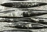 Polished Fossil Orthoceras (Cephalopod) Plate - Morocco #372654-1